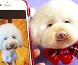 Custom Stuffed Pet Replicas