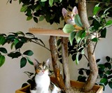 Sycamore Cat Tree House