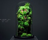TerraLiving Preserved Moss Terrariums