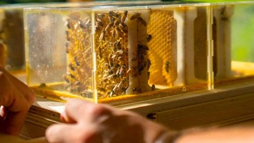 B-BOX Urban Beehive B-BOX Urban Beehive