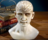 Phrenology Bust