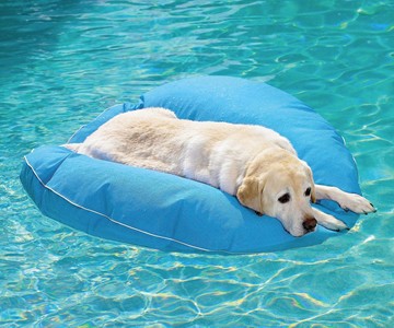 Dog Pool Float & Lounger Dog Pool Float & Lounger