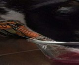 Apollo Peak Cat Wine