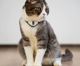 KiTiDOT Red Dot Laser Pointer Cat Collar