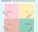 Smell Training Kit for Smell Loss & Scent Distortion
