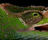 National Geographic The Photo Ark