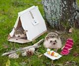 Hedgehog Carry House