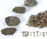 Barn Owl Pellets