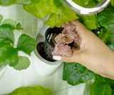 iHarvest Indoor Hydroponic Garden