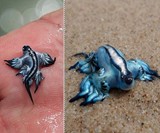 Blue Dragon Mollusk