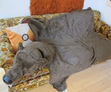 Giant Grizzly Bear Hide