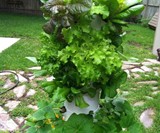 Tower Garden Growing System