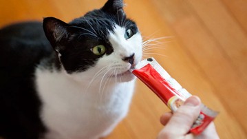 Delectables SqueezeUps - Go-Gurt for Cats Delectables SqueezeUps - Go-Gurt for Cats