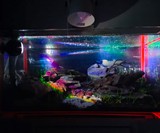 Voodoo Tanks - Aquariums with Glowing Edges