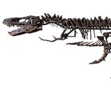 Real Partial T-Rex Skeleton