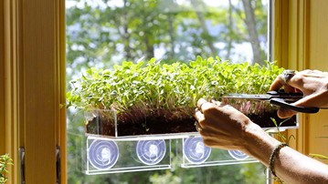 Grow 'n' Serve Microgreen Kits Grow 'n' Serve Microgreen Kits