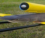 Taxidermy Animal Drones