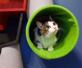 Voltron Cat Condo