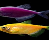 GloFish Fluorescent Fish