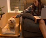 Doze Side Table & Dog Bed