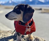 Django City Slicker Water-Repellent Dog Raincoat