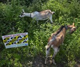Rent-A-Goat - Invasive Plant Eaters