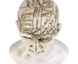 Phrenology Bust