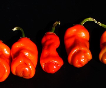 Peter Pepper Seeds
