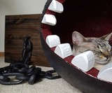 Chain Chomp Cat Bed