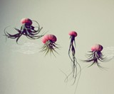 Jellyfish Air Plants