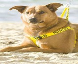 Dog & Cat Temperament Leashes & Collars