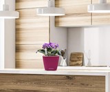 Aquaphoric Self-Watering Planter