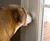 Mighty Paw Smart Bell for Dogs