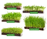Grow 'n' Serve Microgreen Kits
