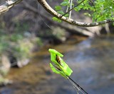 Catch-A-Lure Fly Retriever