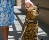 $20,000 Hypoallergenic Designer House Cat