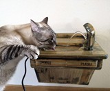 Cat Drinking Fountain