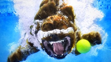 Underwater Dogs - Subsurface Fetching Photos