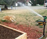 Pest-Deterring Motion-Activated Sprinkler