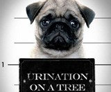 Pug Mugs: Good Pugs Gone Bad