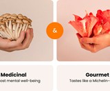 Shrooly Automatic Home Mushroom Grower