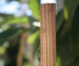 Praying Mantis Eggs