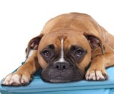 Gel'O Cool Pillow Mat
