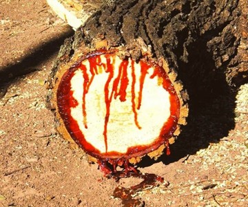 Dragon's Blood Medicinal Tree Sap Dragon's Blood Medicinal Tree Sap