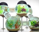 Labyrinth Aquarium