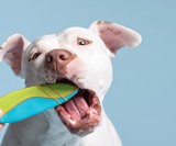 BoxDog Custom Dog Subscription Boxes