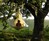 Cacoon Hanging Nest Cacoon Hanging Nest