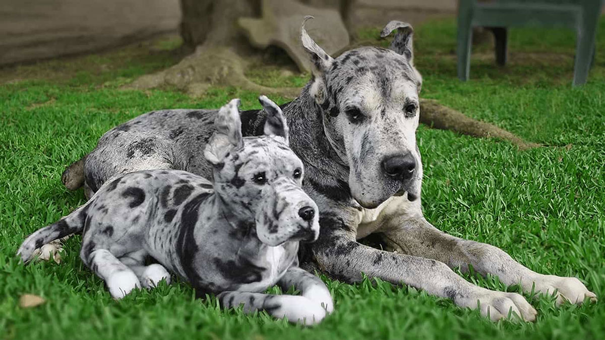 Cuddle Clones - Realistic Stuffed Versions of Your Pet Cuddle Clones - Realistic Stuffed Versions of Your Pet