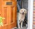 DOG-G8 - Retractable Front Door Dog Safety Gate DOG-G8 - Retractable Front Door Dog Safety Gate