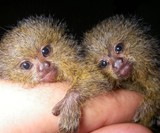 Pygmy Marmoset II